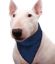 Immagine di AQUA COOLKEEPER PET BANDANA REFRIGERANTE PACIFIC BLU TG 05 S COLLO DA 34 A 41 CM