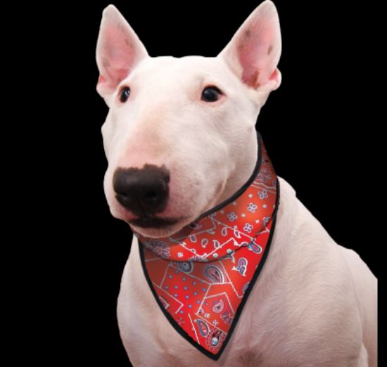 Immagine di AQUA COOLKEEPER PET BANDANA ROSSA (Red Western) TG 05 S COLLO DA 31 A 41 CM