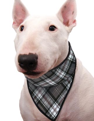 Immagine di SALDI PET BANDANA REFRIGERANTE SCOTTISH GREY TG 03 XS COLLO DA 26 A 33 CM AQUA COOLKEEPER