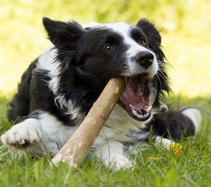 TRONCO LEGNO TG L PIANTA DEL CAFFE' SNACK MASTICAZIONE CANI