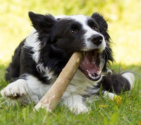 TRONCO LEGNO TG L PIANTA DEL CAFFE' SNACK MASTICAZIONE CANI