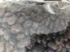 Immagine di PT MERAVIGLIOSA CREATURA SNACK piccolo formato GUSTO DI PESCE confezione maxi da 500 GRAMMI