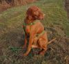 Immagine di PETTORINA AD H HAQIHANA COLORE VERDE TAGLIA M