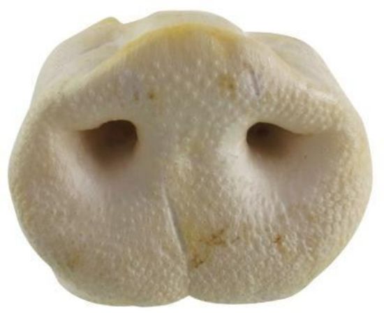 NASO DI MAIALE XL SNACK PER LA MASTICAZIONE