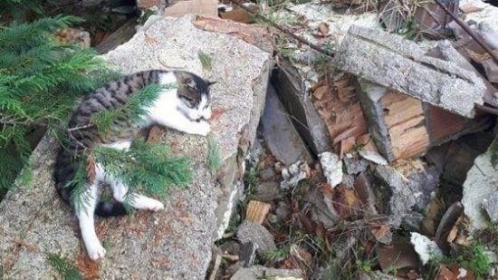 Immagine di *** SERVIZIO INVIO CIBO GATTI ACCUMULI TERREMOTO 1 KG 