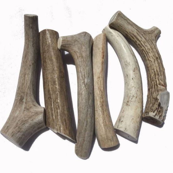 CORNO DI CERVO AMERICANO INTERO TG L  per i cani da 15 a 30 KG