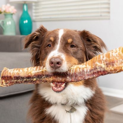 NATURFRESH DOG TRACHEE GIGANTI XXL DA 25 CM 1 KG  snack masticazione cane