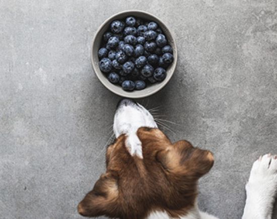 SUPERFOOD ANATRA 12 KG ADULTO  GRAIN FREE 