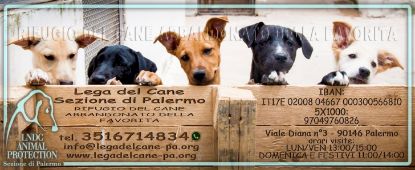 donazione cibo per   Rifugio del Cane Abbandonato della Favorita