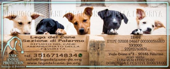 donazione cibo per   Rifugio del Cane Abbandonato della Favorita